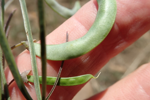 Image of Dolichos angustissimus by no rights reserved