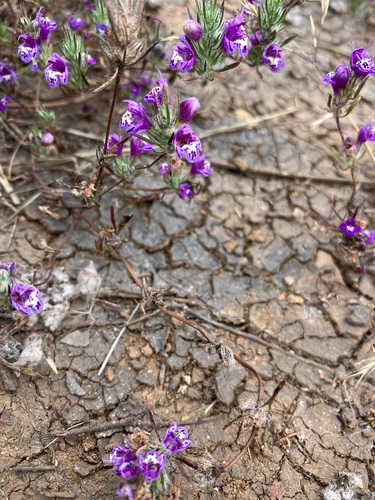 Image of Pogogyne abramsii by (c) Jess Mullins, some rights reserved (CC BY)