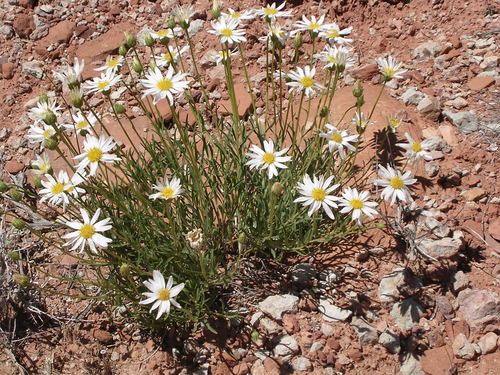 Cronquist's Woodyaster (Xylorhiza cronquistii)
