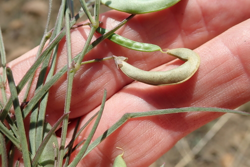 Image of Dolichos angustissimus by no rights reserved