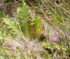 Cirsium scariosum congdonii