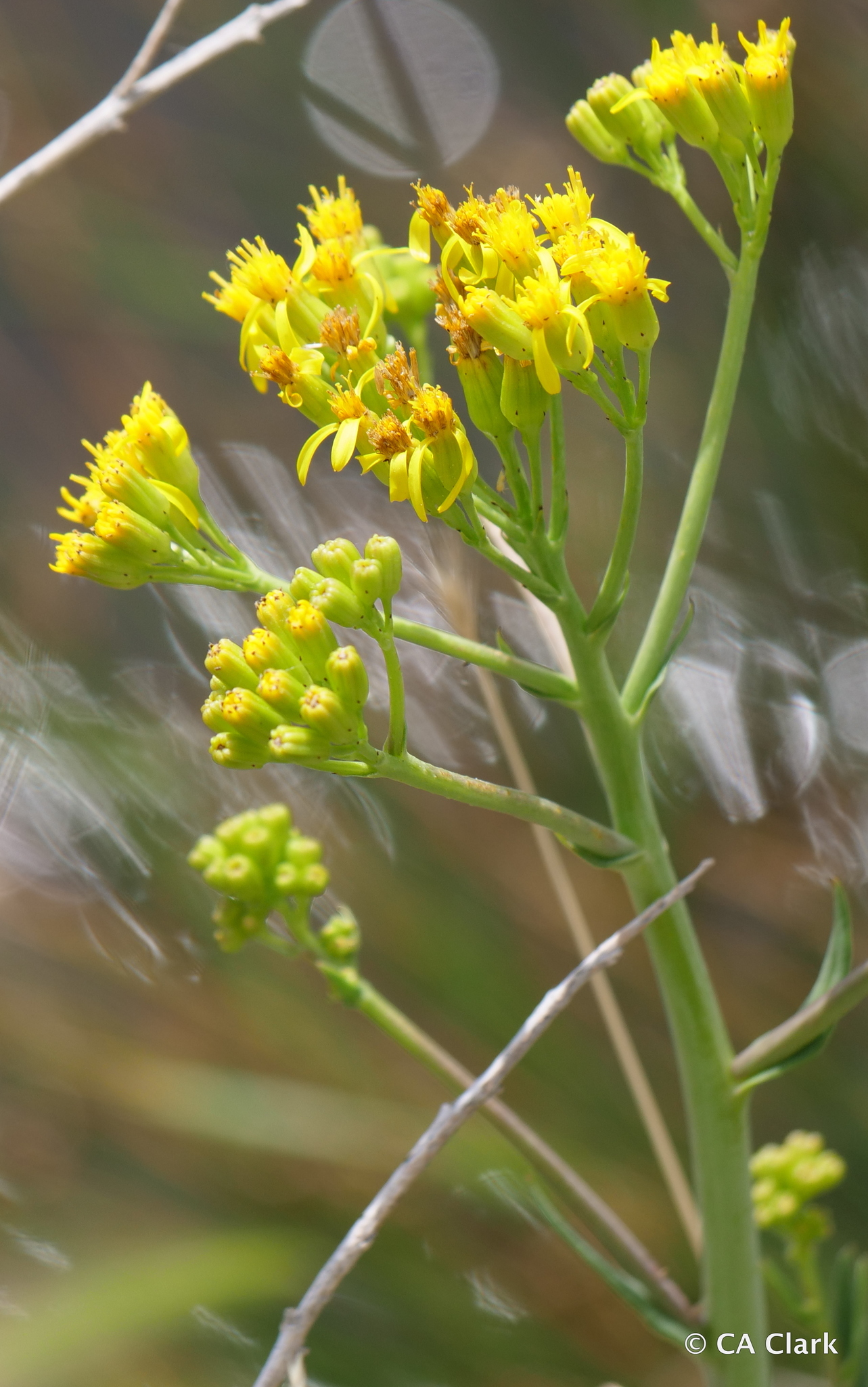 Senecio hydrophilus