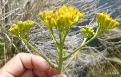 Senecio hydrophilus
