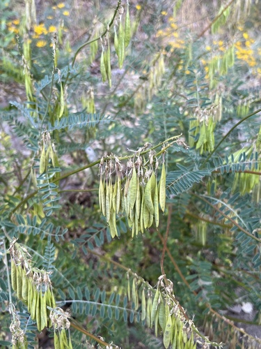 Astragalus trichopodus var. antisellii