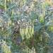 Astragalus trichopodus antisellii - Photo (c) Avery Hansen, osa oikeuksista pidätetään (CC BY-NC), lähettänyt Avery Hansen