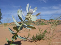 Asclepias welshii