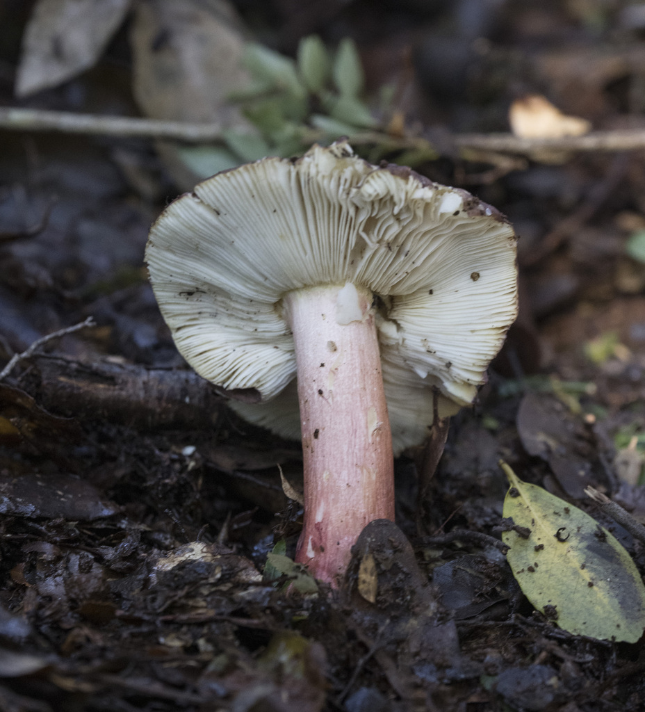 Russula major