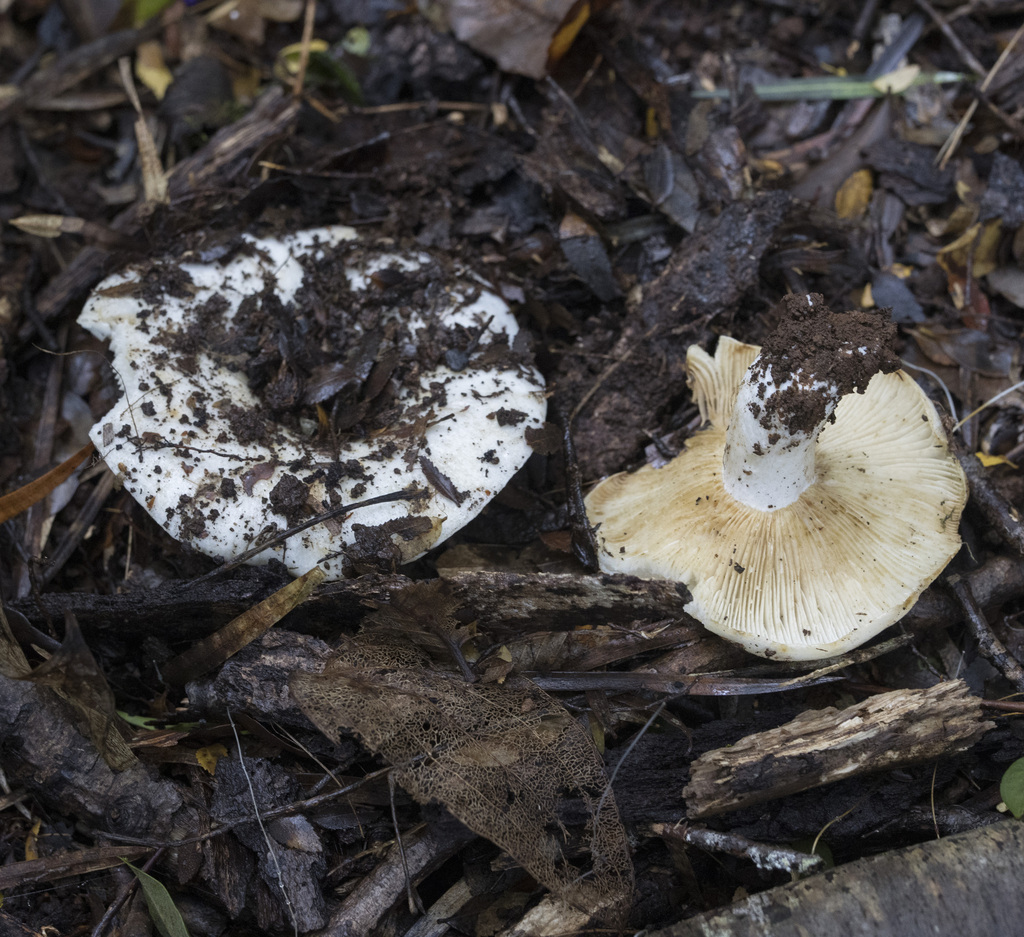 Russula fuegiana · June 2023 · photo: © sur_endemico (iNaturalist, cc-by-nc)