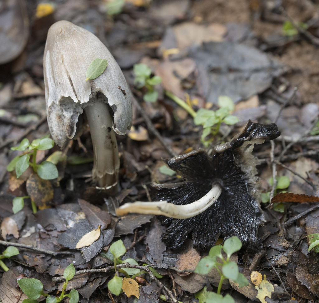 Coprinopsis atramentaria · June 2023 · photo: © sur_endemico (iNaturalist, cc-by-nc)