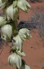 Yucca angustissima kanabensis