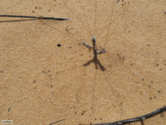 Pharnaceum lanuginosum