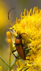Crossidius coralinus