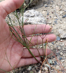 Eriogonum baileyi baileyi
