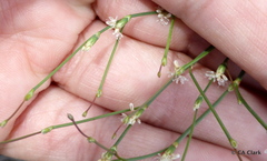 Eriogonum baileyi baileyi