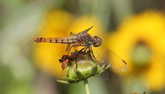 Erythrodiplax corallina