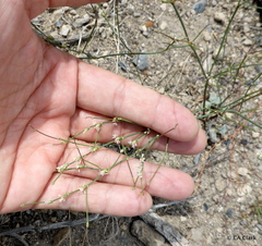 Eriogonum baileyi baileyi