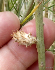 Rhopalomyia utahensis