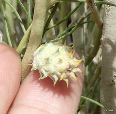 Rhopalomyia utahensis