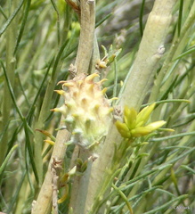 Rhopalomyia utahensis