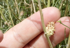 Rhopalomyia utahensis