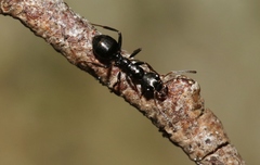 Myrmecorhynchus carteri