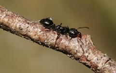 Myrmecorhynchus carteri