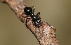 Myrmecorhynchus carteri