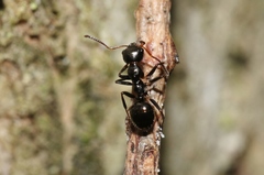 Myrmecorhynchus carteri