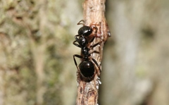 Myrmecorhynchus carteri