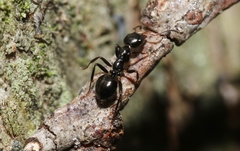 Myrmecorhynchus carteri