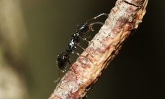 Myrmecorhynchus carteri