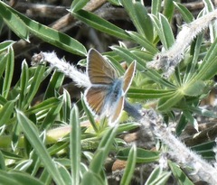 Icaricia icarioides parapheres