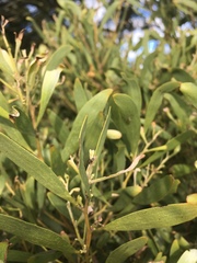 Ausejanus albisignatus