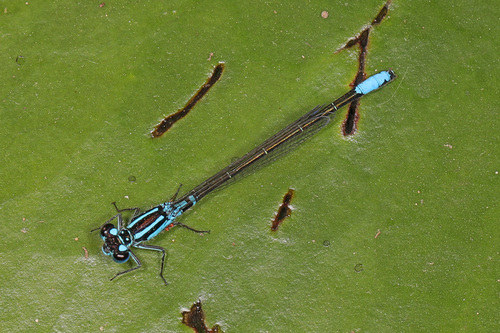 Lilypad Forktail photo 6