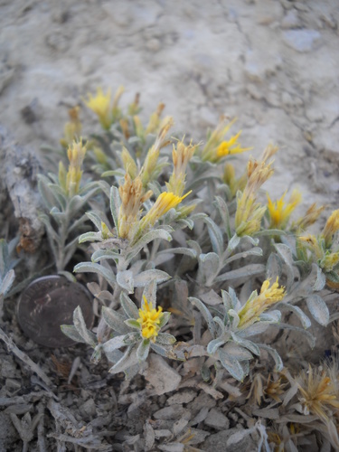 Ericameria winwardii