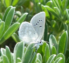 Icaricia icarioides parapheres