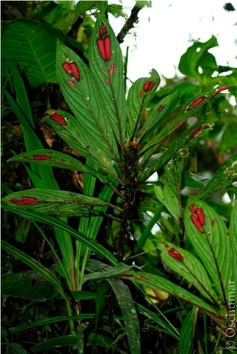 Columnea sulcata