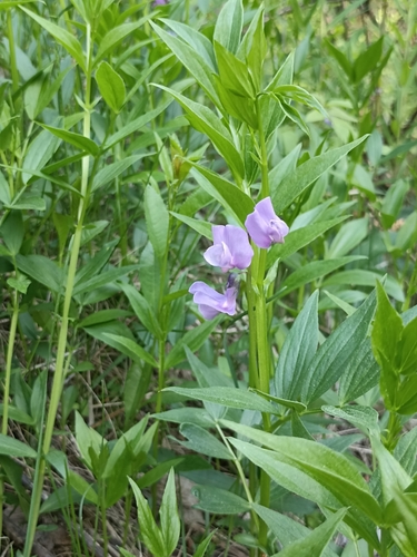 Image of Lathyrus frolovii by (c) Светлана Князева, some rights reserved (CC BY)