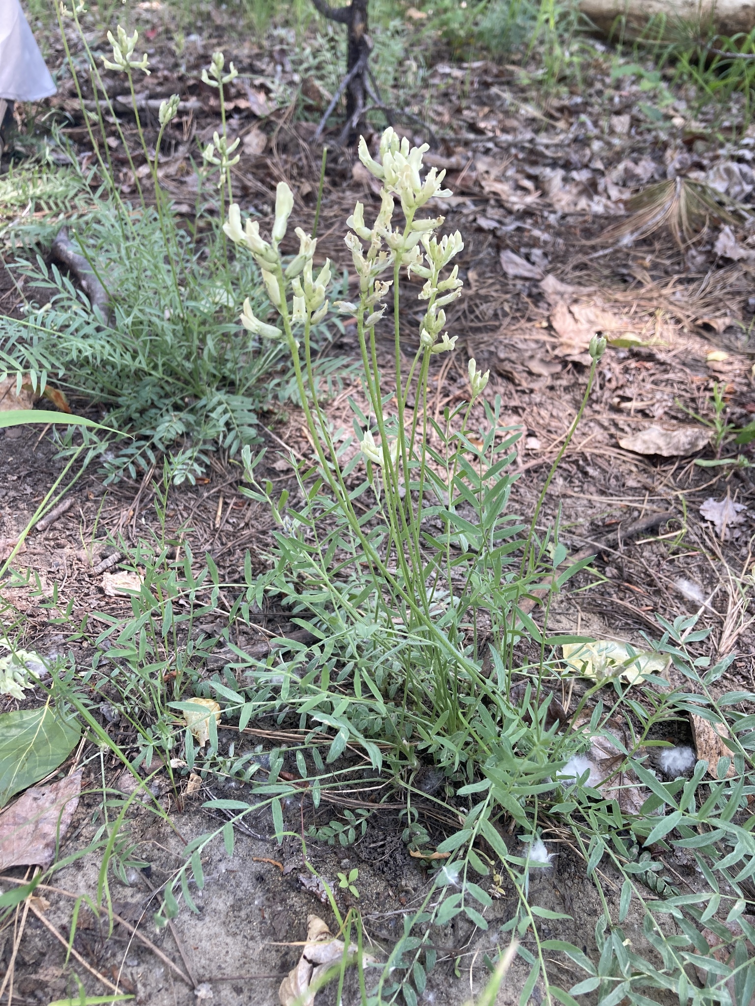Oxytropis campestris var. columbiana