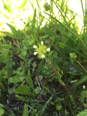 Ivesia campestris