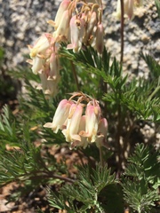 Dicentra nevadensis