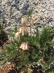 Dicentra nevadensis