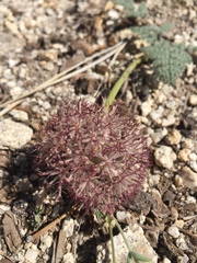 Oreonana purpurascens