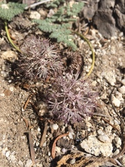 Oreonana purpurascens