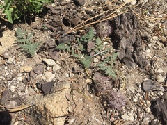 Oreonana purpurascens