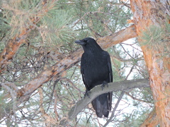 Corvus corone