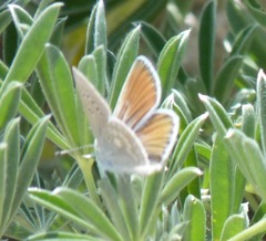 Icaricia icarioides parapheres