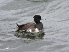 Aythya fuligula