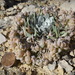 Physaria condensata - Photo (c) Walter Fertig, algunos derechos reservados (CC BY-NC), subido por Walter Fertig