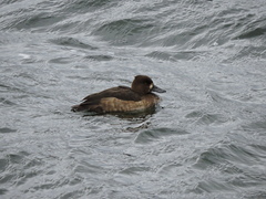 Aythya fuligula